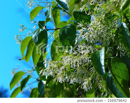 Landscape photo of Hitotsubatago flowers 108979642