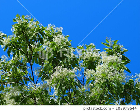 Landscape photo of Hitotsubatago flowers 108979644