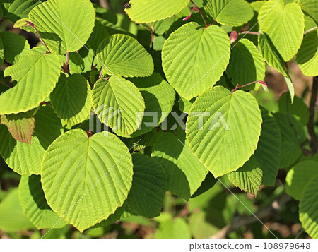 Ecological photo of young leaves of Tosamizuki Ecological photo of young leaves of Tosamizuki 108979648