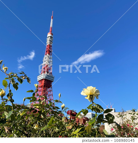 A yellow rose that wants to grow like Tokyo Tower③ A yellow rose that wants to grow like Tokyo Tower③ 108980145