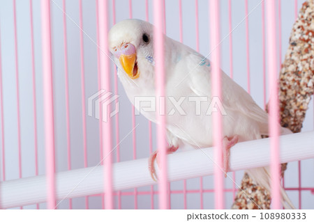 A white budgie looks out of a pink cage. 108980333