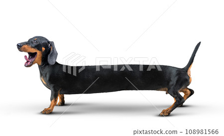 Dachshund dog Dachshund dog 108981566