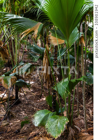 Vertical landscape of a palm forest of Vallee de Mai, Praslin island, Seychelles Vertical landscape of a palm forest of Vallee de Mai, Praslin island, Seychelles 108981942