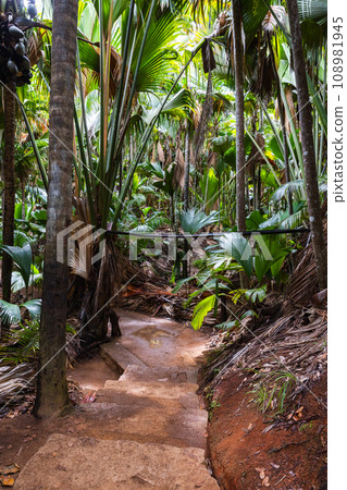 An empty trail goes through the palm forest on a sunny day An empty trail goes through the palm forest on a sunny day 108981945