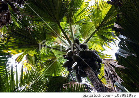 Coco de mer fruits, Lodoicea palm tree 108981959