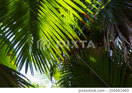 Natural tropic background photo with green palm trees leaves in a sunshine 108981960