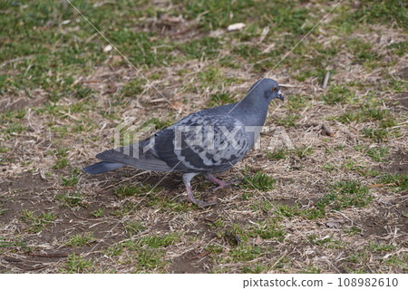  pigeon 108982610