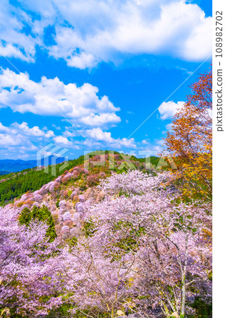 吉野山的山櫻 吉野山的山櫻 108982702