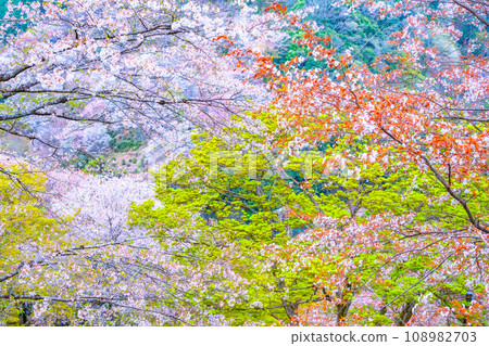 吉野山的山櫻 吉野山的山櫻 108982703