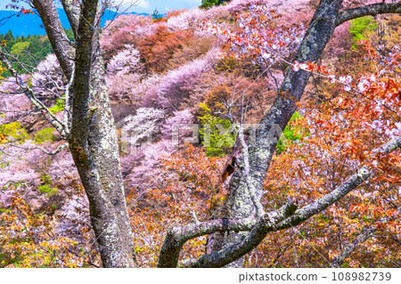 Yamazakura of Mt. Yoshino 108982739