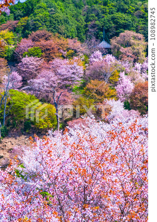 吉野山的山櫻 108982745