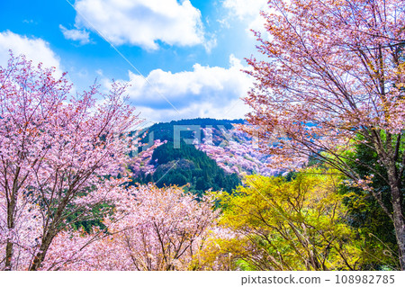Yamazakura of Mt. Yoshino 108982785