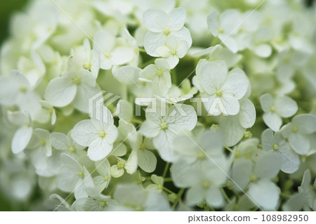 Close-up of white hydrangea Close-up of white hydrangea 108982950