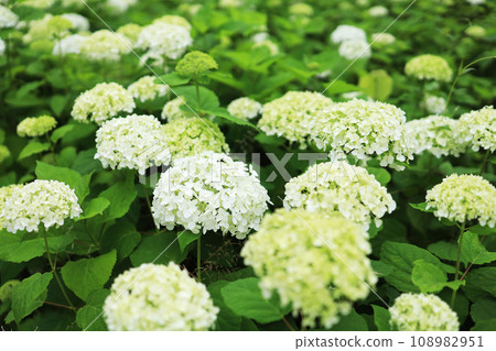White hydrangea 108982951