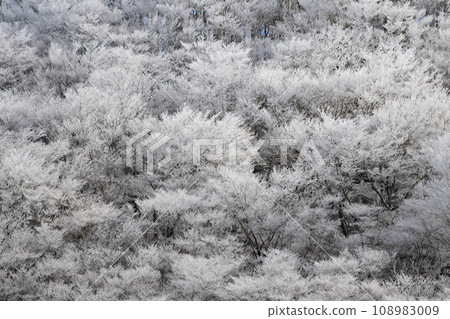 Winter scenery Frozen forest 108983009