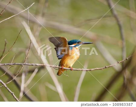 Kingfisher trying to leave the branch 108983387