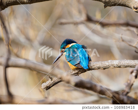 Kingfisher staring at its prey Kingfisher staring at its prey 108983418