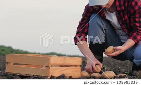 farmer field collects box potatoes, agriculture, potato entrepreneur, field farming business, smooth vegetarian field harvested natural fresh business market outside roots plant ground senior fruits 108983839
