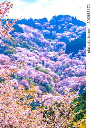 Yamazakura of Mt. Yoshino Yamazakura of Mt. Yoshino 108983873