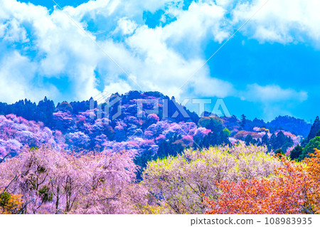 Yoshino mountain cherry tree 108983935