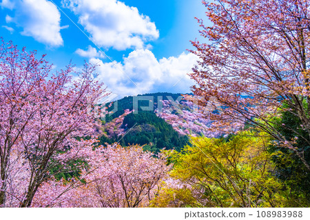 吉野山的山櫻 吉野山的山櫻 108983988