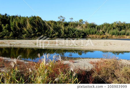 Autumn riverbed seen from pampas grass along the river. The calm flow of the Omoigawa River Autumn riverbed seen from pampas grass along the river. The calm flow of the Omoigawa River 108983999