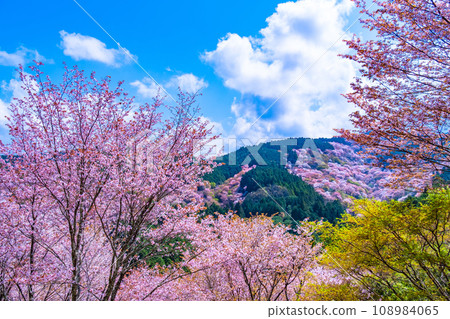 吉野山的山櫻 108984065