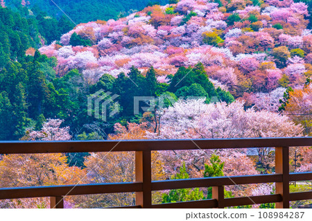 吉野山的山櫻 108984287