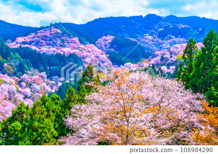 吉野山櫻的壯麗景色 108984290