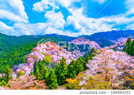吉野山櫻的壯麗景色 吉野山櫻的壯麗景色 108984291