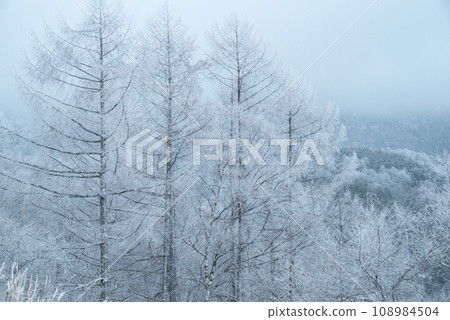 Lycrae of larch 108984504