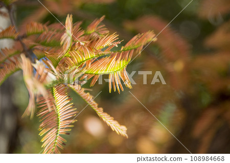 Zoomed image of metasequoia leaves hit by light 108984668