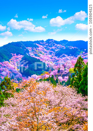 吉野山櫻的壯麗景色 吉野山櫻的壯麗景色 108984825
