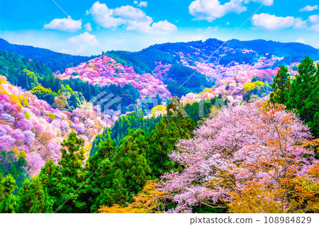 Spectacular view of Mt. Yoshino Yamazakura Spectacular view of Mt. Yoshino Yamazakura 108984829