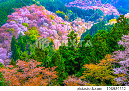 Spectacular view of Mt. Yoshino Yamazakura 108984832