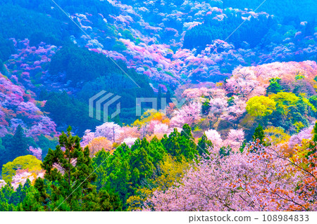 吉野山櫻的壯麗景色 吉野山櫻的壯麗景色 108984833