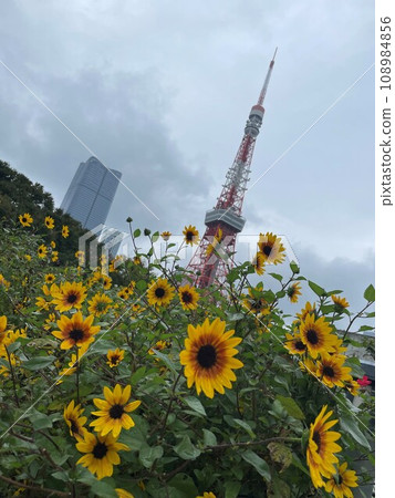 Rudbeckia and Tokyo Tower blooming on a cloudy day 108984856