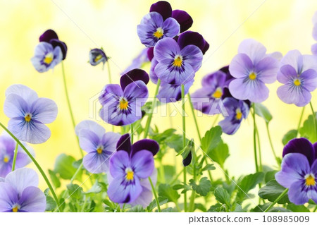 Purple violets, pansies, violas, bright yellow background 108985009
