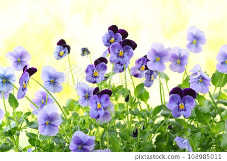 Purple violets, pansies, violas, bright yellow background Purple violets, pansies, violas, bright yellow background 108985011