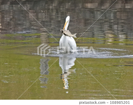 Great egret, can you eat such a big fish? ? 108985201