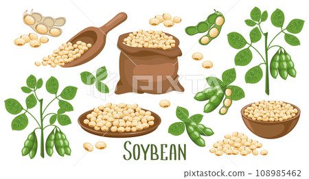 Set of soybeans. Soybean plant, soybeans in pods, in a canvas bag, bowl and wooden spoon. Food, agriculture. Illustration, vector Set of soybeans. Soybean plant, soybeans in pods, in a canvas bag, bowl and wooden spoon. Food, agriculture. Illustration, vector 108985462