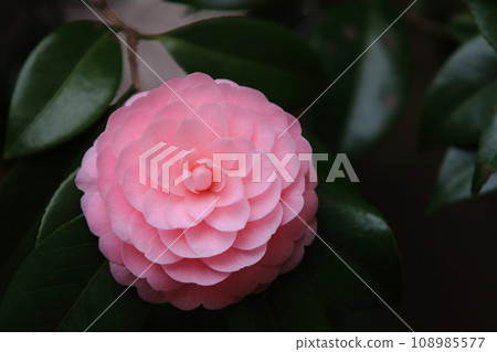 八重崎山茶，山茶花，千重崎山茶 108985577