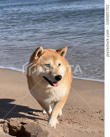 Shiba Inu puppy looks like a little fox 108985702