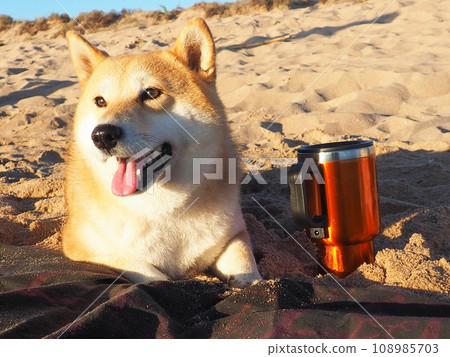 Shiba Inu puppy looks like a little fox 108985703