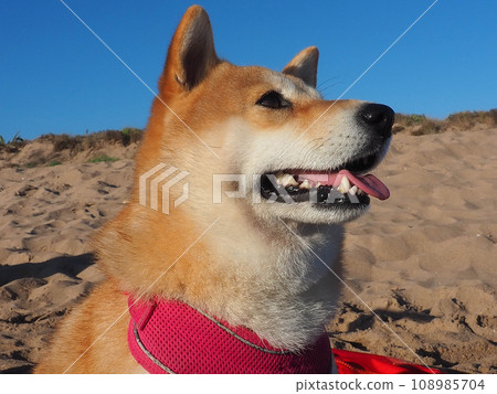 Shiba Inu puppy looks like a little fox 108985704