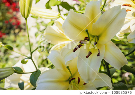 bright yellow lily closeup bright yellow lily closeup 108985876