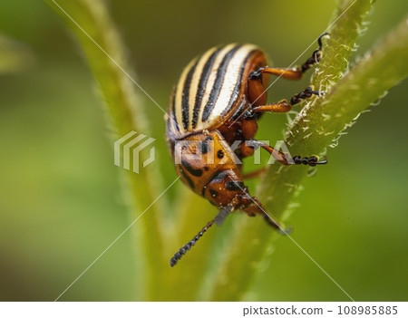 Colorado potato beetle on potato sprouts 108985885