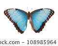 Blue butterfly. Natural butterfly on isolated white background. 108985964
