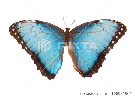 Blue butterfly. Natural butterfly on isolated white background. Blue butterfly. Natural butterfly on isolated white background. 108985964