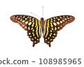 Butterfly. Natural butterfly on isolated white background. 108985965